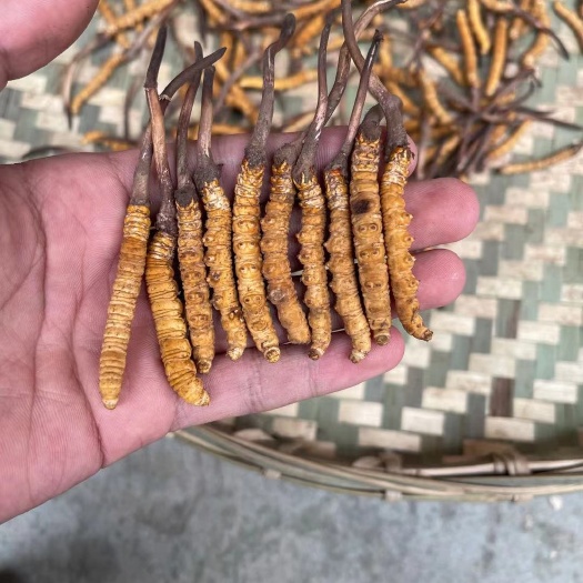 毕节滋补养生，保健，可入药
