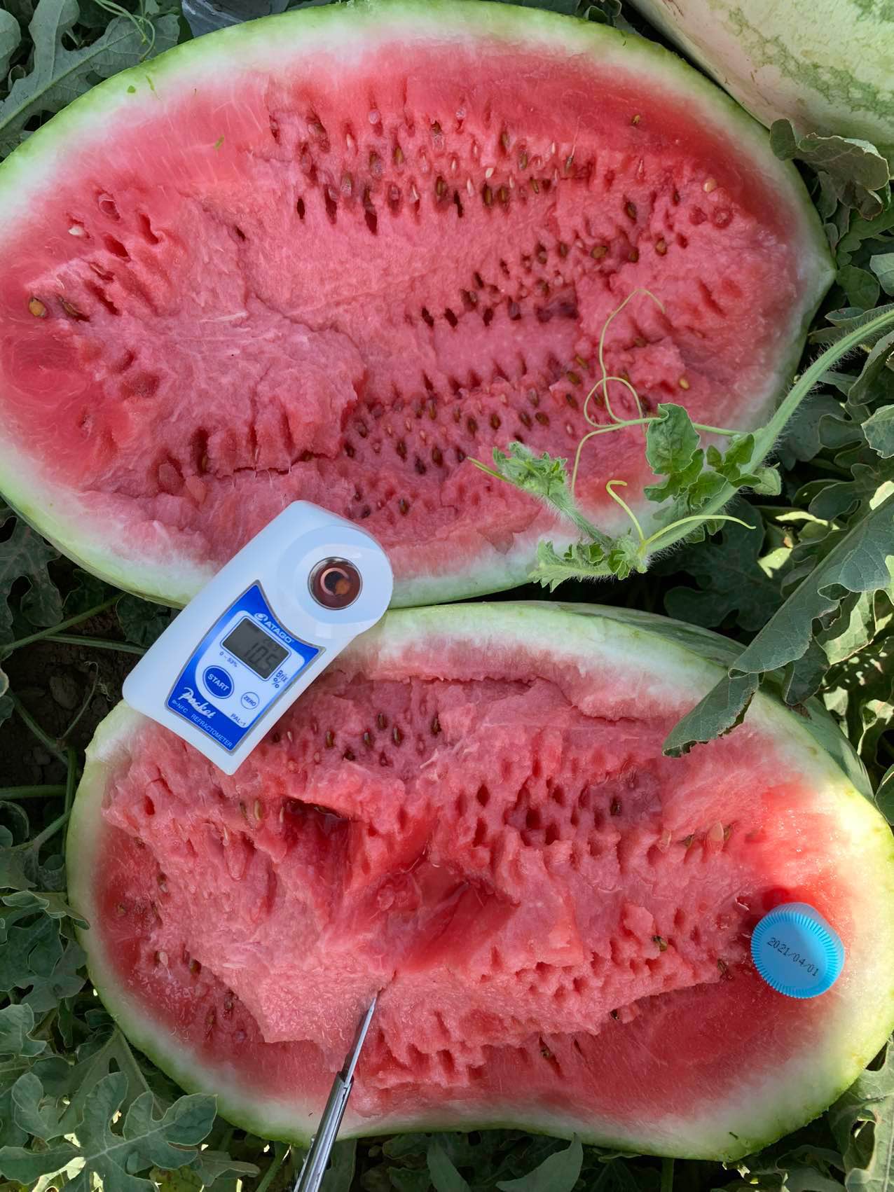 吐鲁番金城五号西瓜熟了