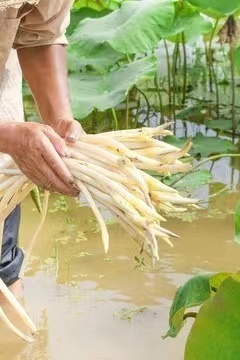 天门市藕带