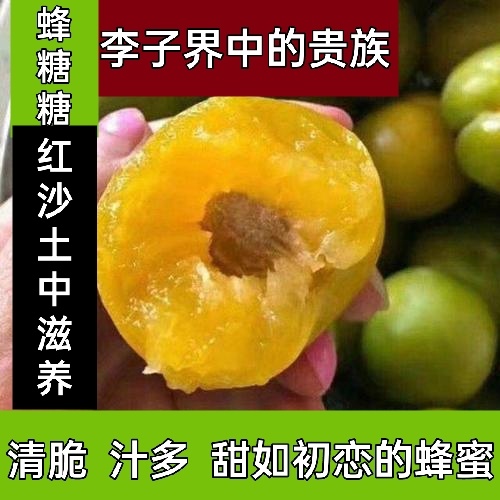 荣县蜂糖李 李子中的“爱马仕” 红沙土滋养 甜过初恋四川荣县特产