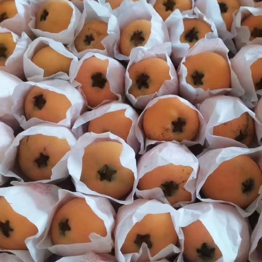 雅安枇杷