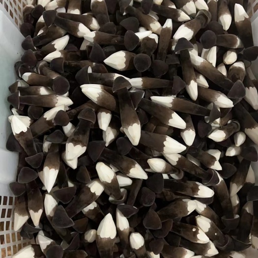江华县常年供应新鲜黑皮鸡枞菌