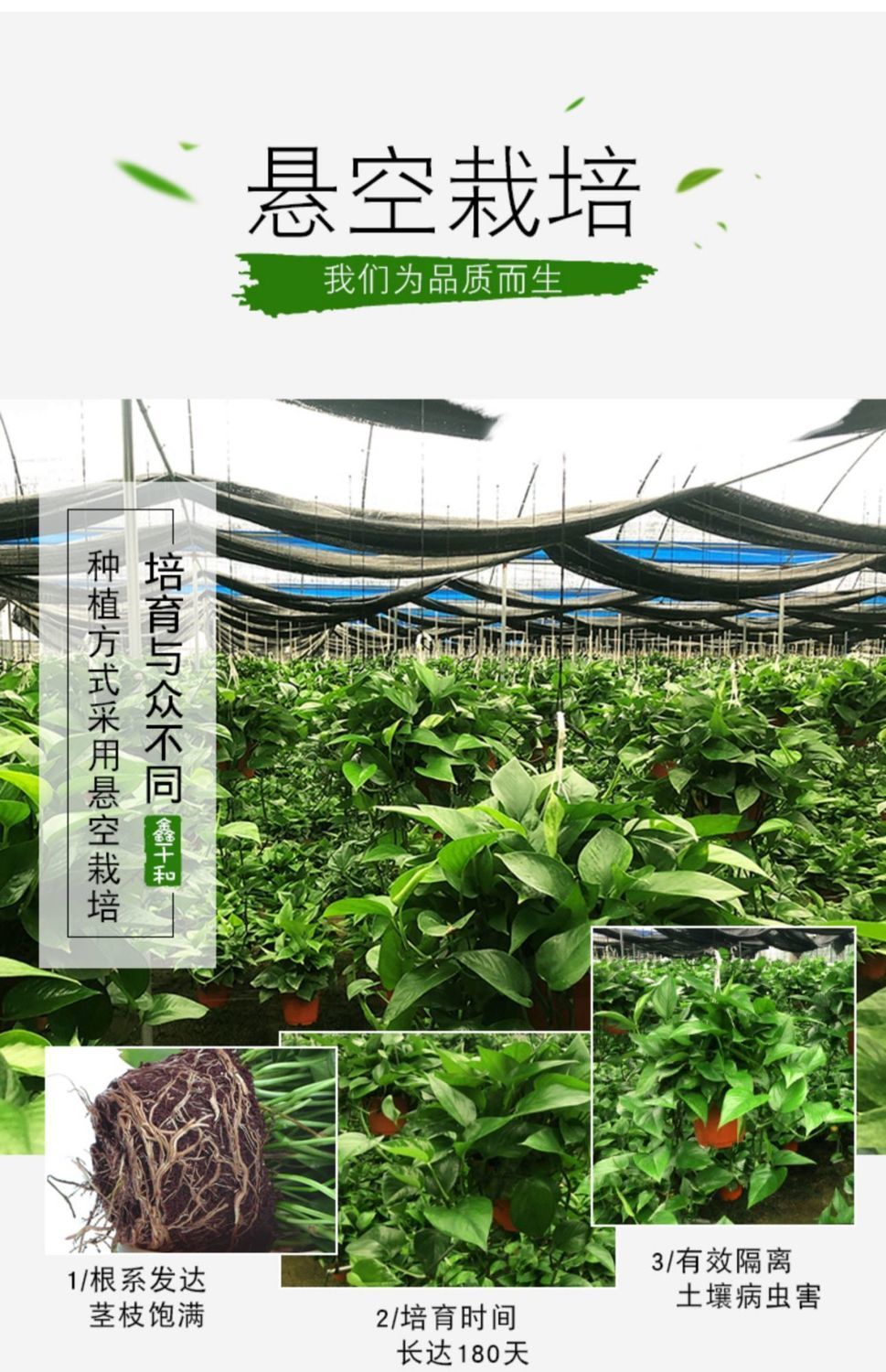 绿萝盆栽花卉批发室内新房家用吸除甲醛长藤垂吊水培绿植大叶绿箩