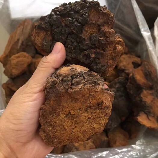 包邮  长白山白桦茸小块 桦树茸整块  桦褐孔菌