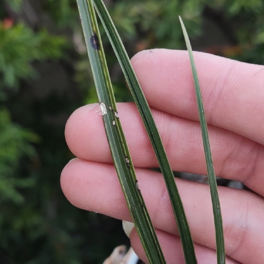 三穗县蕙兰艺草水晶丝草一苗一牙后明艺
