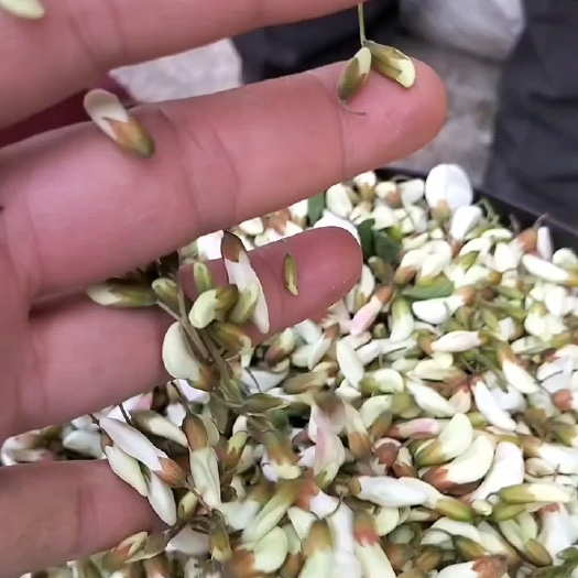 西和县鲜洋槐现摘现发可做到 6 月 1 号，保证质量，一手货源