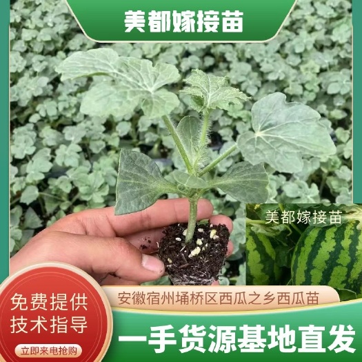 精品美都嫁接苗,苗齐,苗壮,抗重茬,苗场直供量大从优