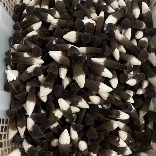 江华县常年供应新鲜黑皮鸡枞菌