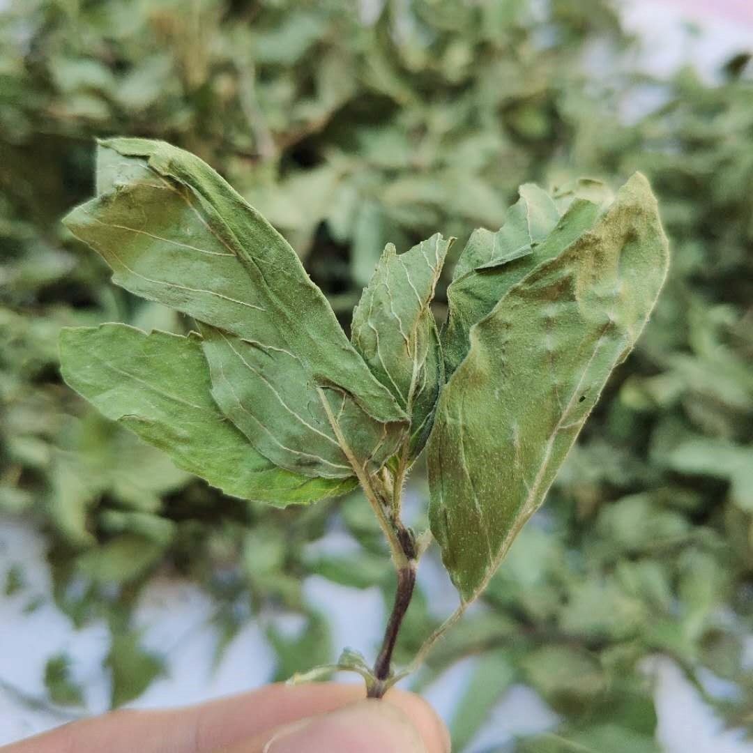 干薄荷茶新鲜薄荷茶天然食用清凉茶清新口气夏季花茶薄荷叶干