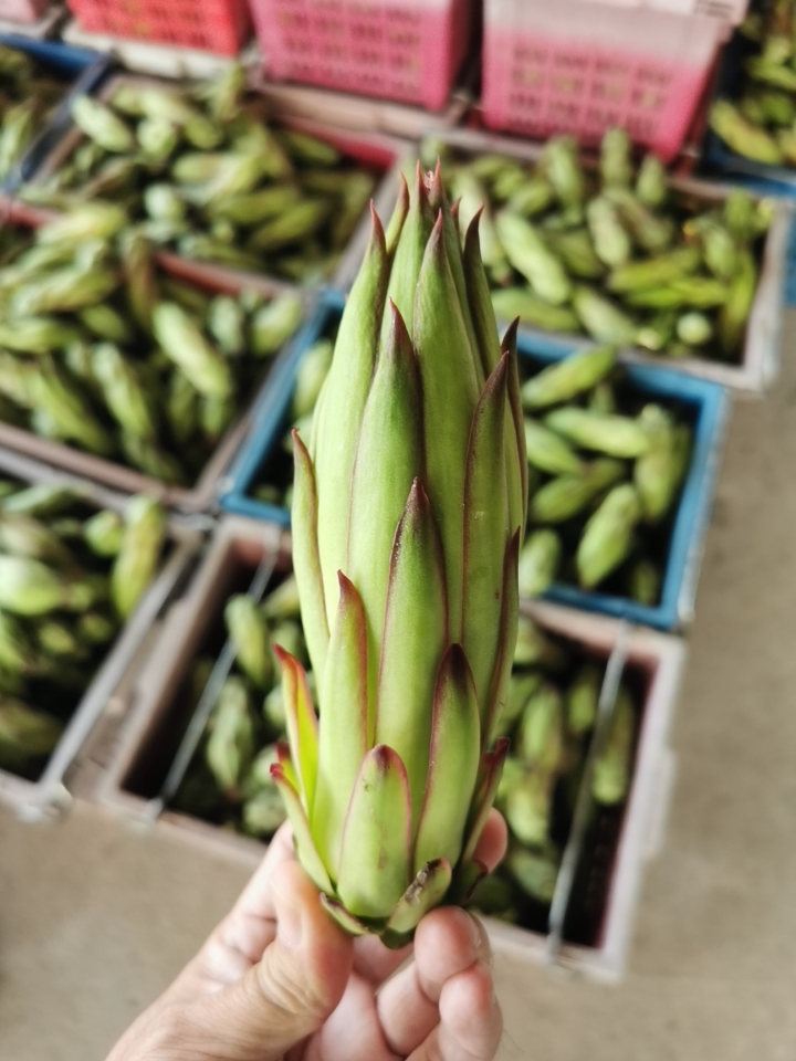 霸王花火龙果花