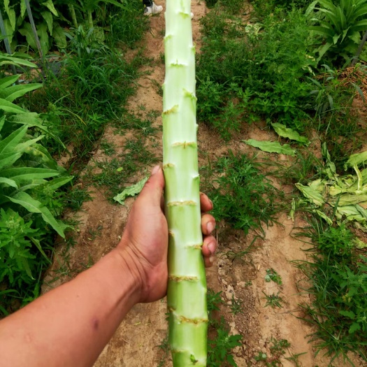 兰州寻求需要质量一般红笋的老板
