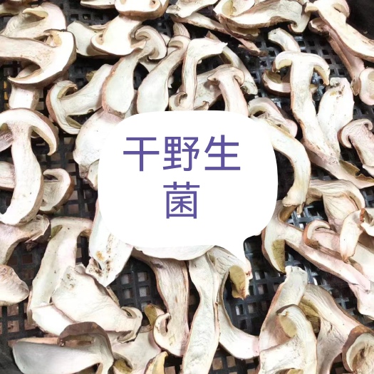 泸西县白牛肝菌