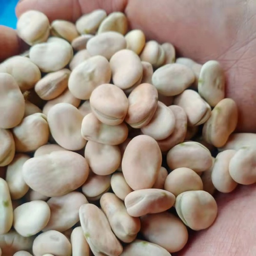 精品白皮大豆