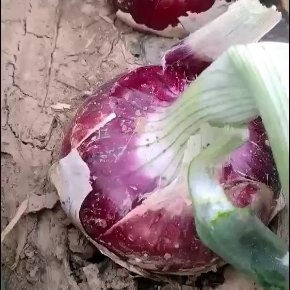 尉氏县洋葱，红皮