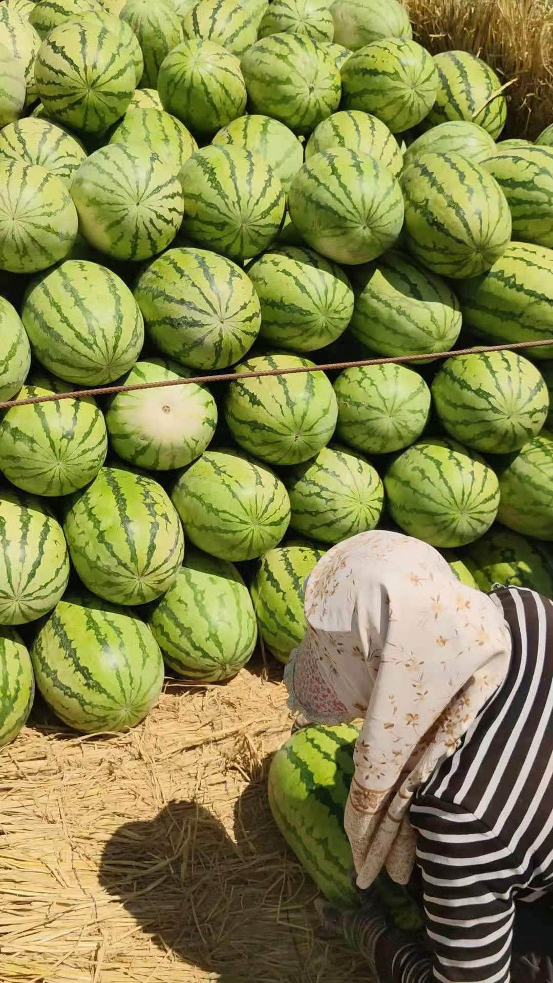 吐鲁番金城五号西瓜熟了