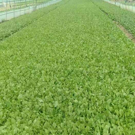 上海鸡毛菜