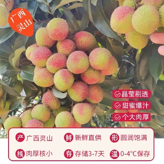 浦北县【广西灵山妃子笑】核小肉多，清甜可口