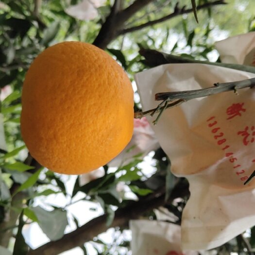 眉山热销柑橘柑橘皇后青见柑橘口感纯甜多汁，无干水
