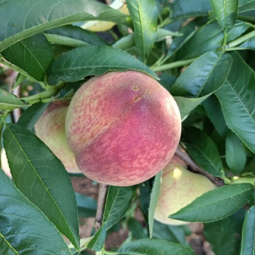 桐柏县血桃是我们这的特色产品，内外红，离核，中早熟品种