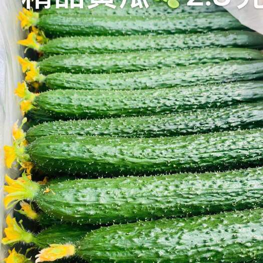 博爱县黄瓜，优质密刺黄瓜 ，瓜条顺，色泽油绿。线上保障交易。