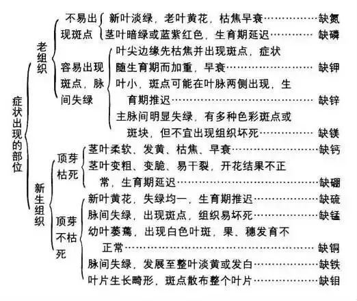 12元素多元素中微量元素叶面肥 钙镁硼锌镁 磷钙锌硅流体肥