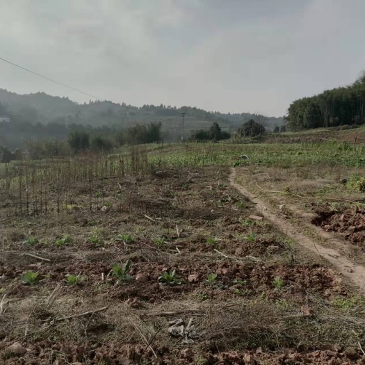 重庆市巴南安澜镇30亩菜地加70亩林地，价格850一亩。路边房子可
