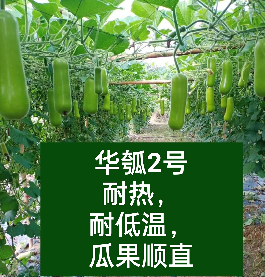 郑州瓠瓜种子顺直，瓜货均匀抗病耐热产量高，挂果能力强