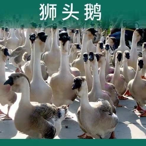 汕头狮头鹅汕头澄海纯种狮头鹅潮汕特大种巨型狮头子鹅活体 苗