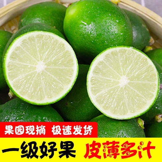 乐东县【果园现摘】海南青柠檬新鲜柠檬酸爽青皮小青柠新鲜水果多规格选