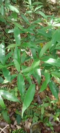 阳山县广东纯白花牛奶根，香味浓郁。包邮