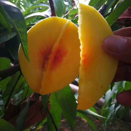 茶陵县香甜可江，回味无穷