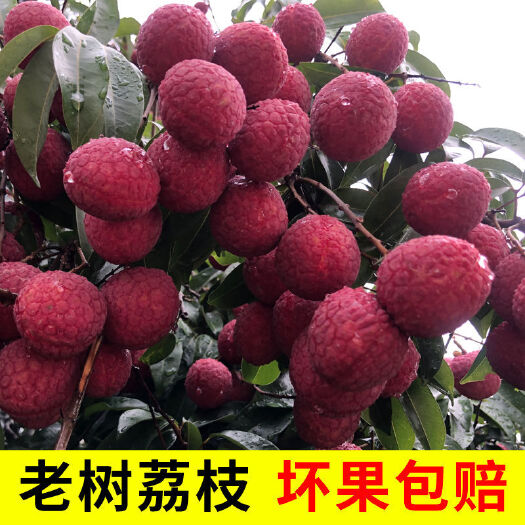 东山县【清甜多汁】老树荔枝新鲜现摘发6斤黑叶禾荔pk妃子笑白糖罂水