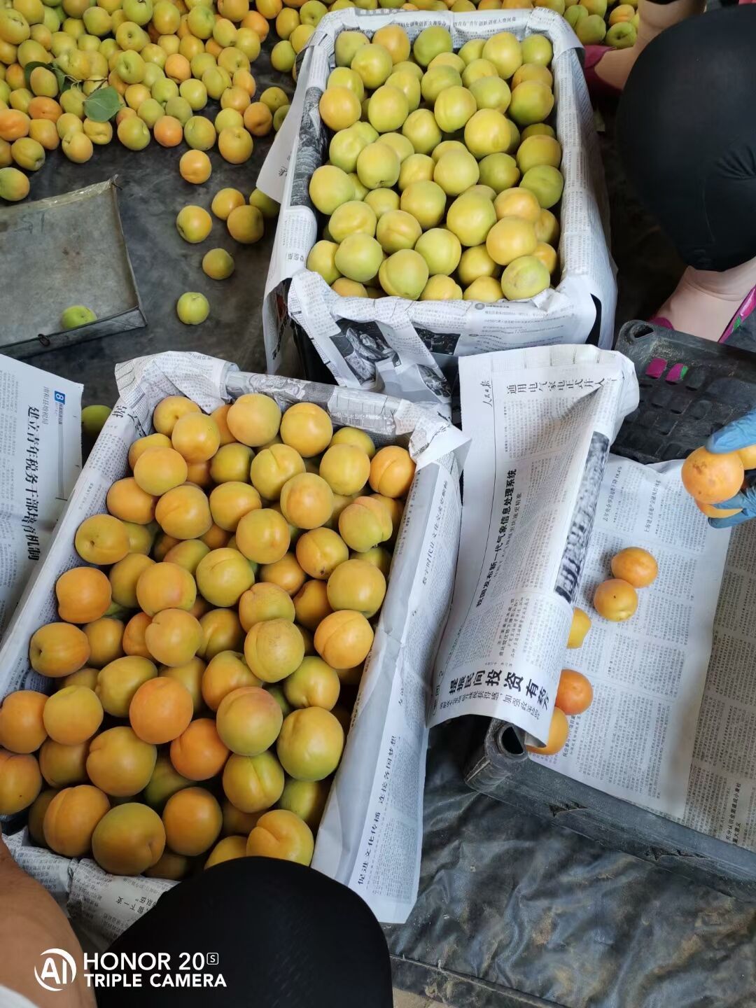 金太阳杏  金太阳，菜籽黄，黄杏，优质杏，大量上市供货，产地