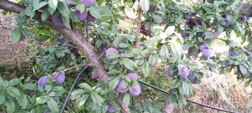 会理市黑布林李子