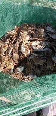 盘山县小头苗，放生苗