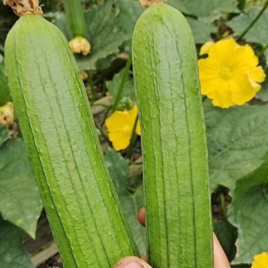 上海油皮丝瓜