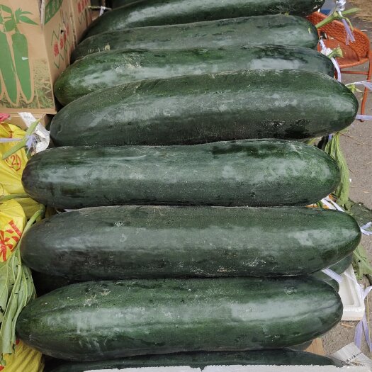 南宁南宁本地精品黑皮吊冬瓜