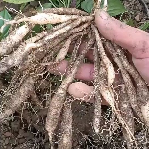晴隆县露天百部苗，买苗送苗，教种植技术，包回收。
