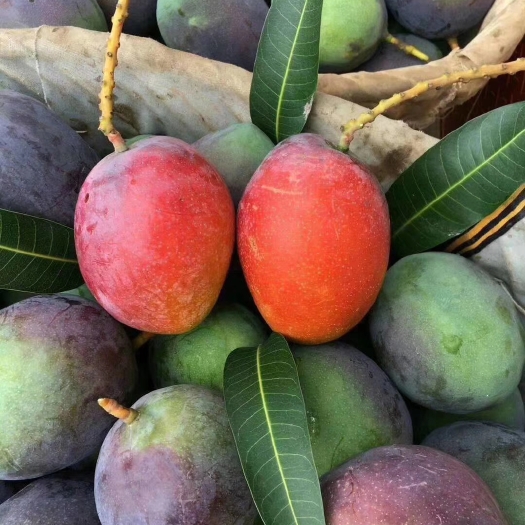 吉碌  攀枝花吉鲁吉禄芒果承接线上线下市场批发商超配送一件代