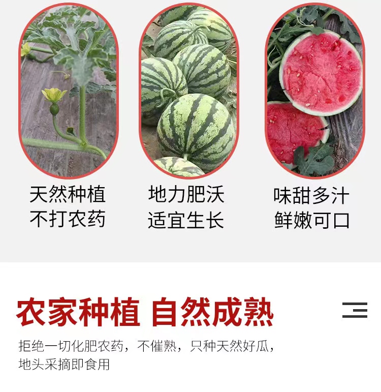 河南省商丘市夏邑县麒麟西瓜大量供应品种有8424、美都西瓜