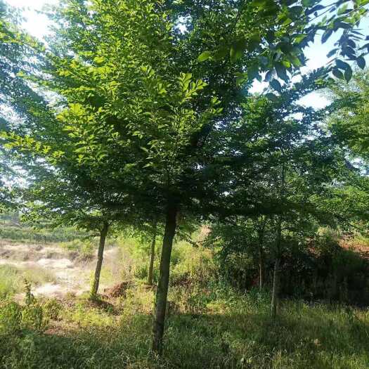 自贡朴树18公分