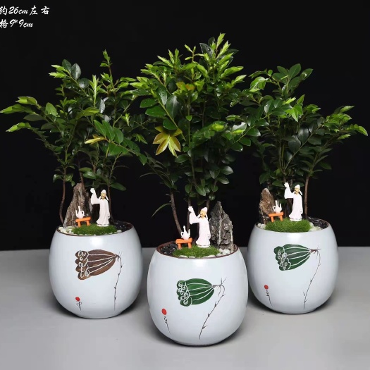 广州盆景盆栽精品绿植组合盆景厂家直销货好东西好价格便宜质量保障