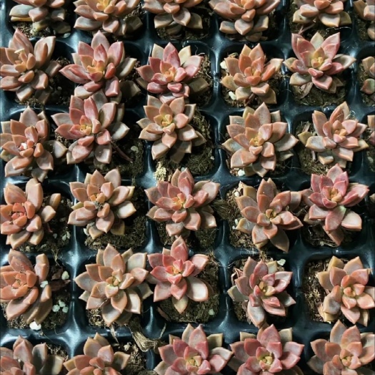 兴仁市多肉植物姬胧月