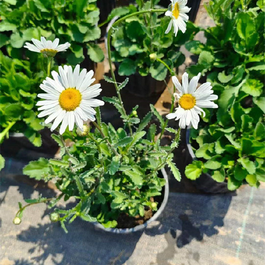 北京大滨菊盆栽苗供应厂家，自销自产，基地直发