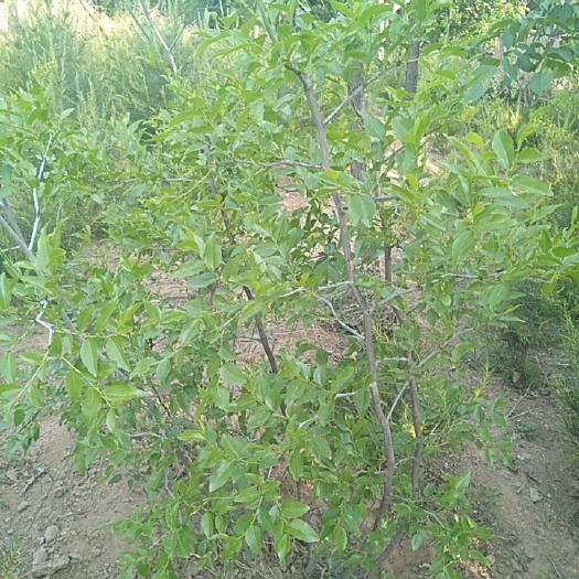 交城县骏枣苗：果实皮薄，肉厚，核小，汁液甜，大红枣