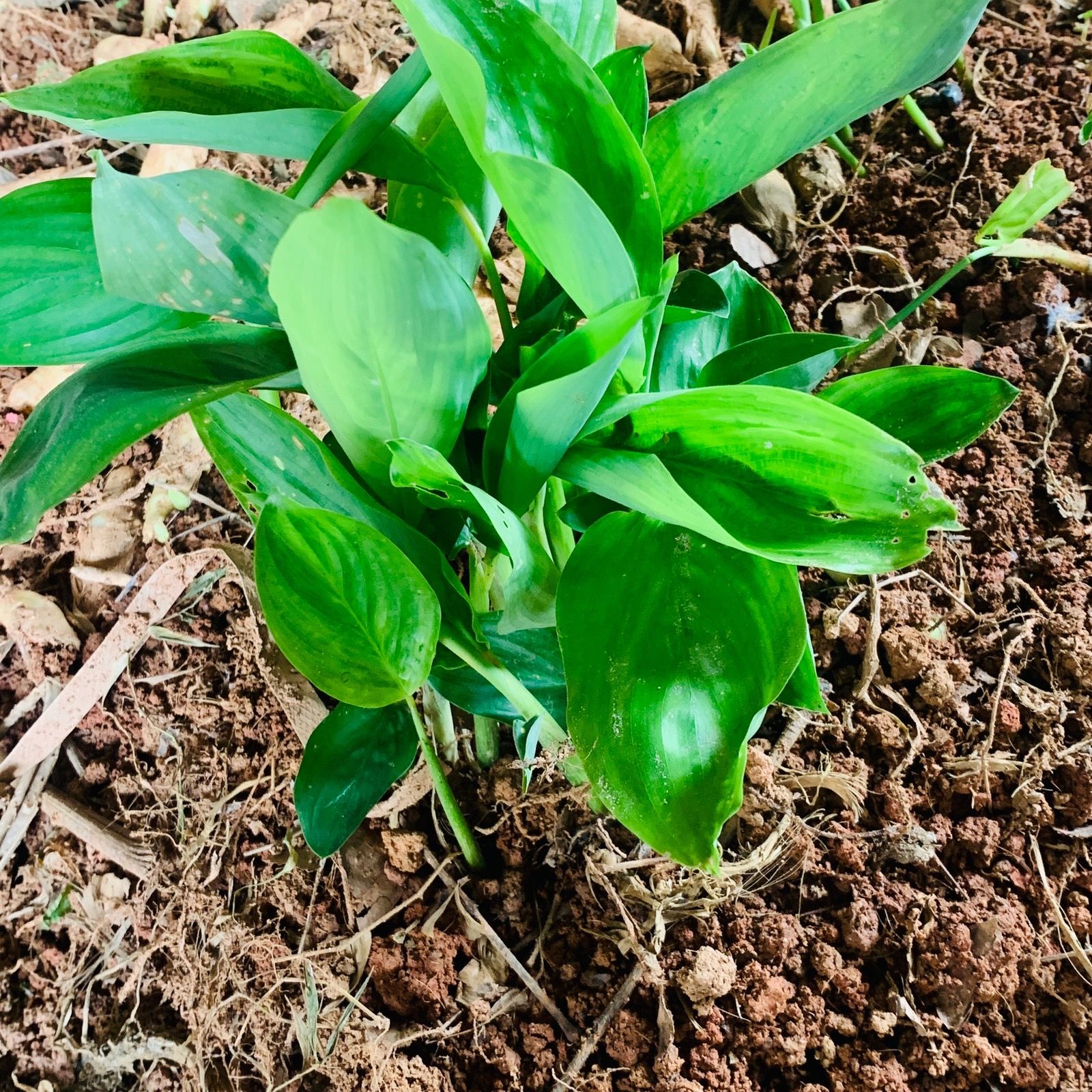 冬粉薯又名竹薯可盆栽可大田种植制淀粉，带苗根沾泥浆邮寄