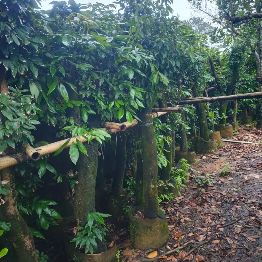 灵山县荔枝15几公分起大2米左右高大树