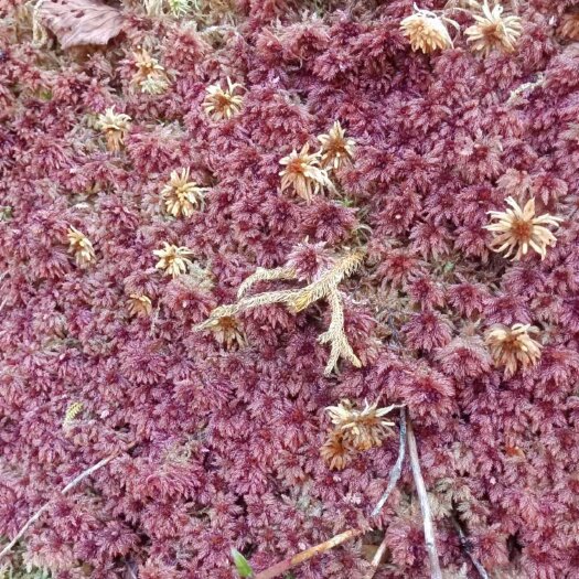 福贡县云南怒江大峡谷优质水苔一手货源。