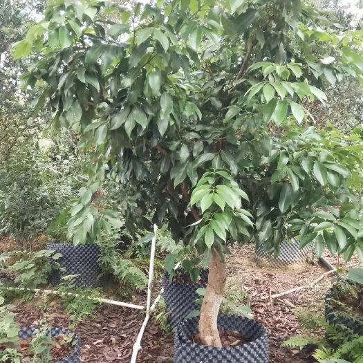 灵山县10公分左右荔枝树2米高这样