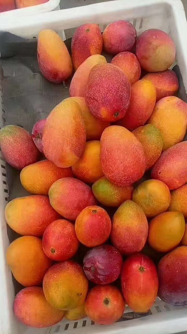 攀枝花艾文芒果